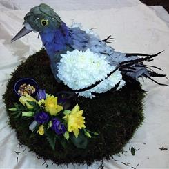 Pigeon